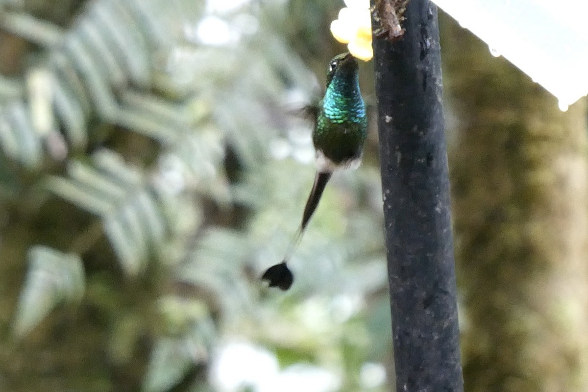 Colibrí de Raquetas Faldiblanco - ML643722785