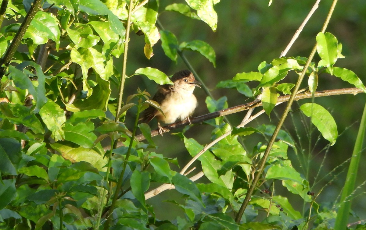 Plain Thornbird - ML643722805