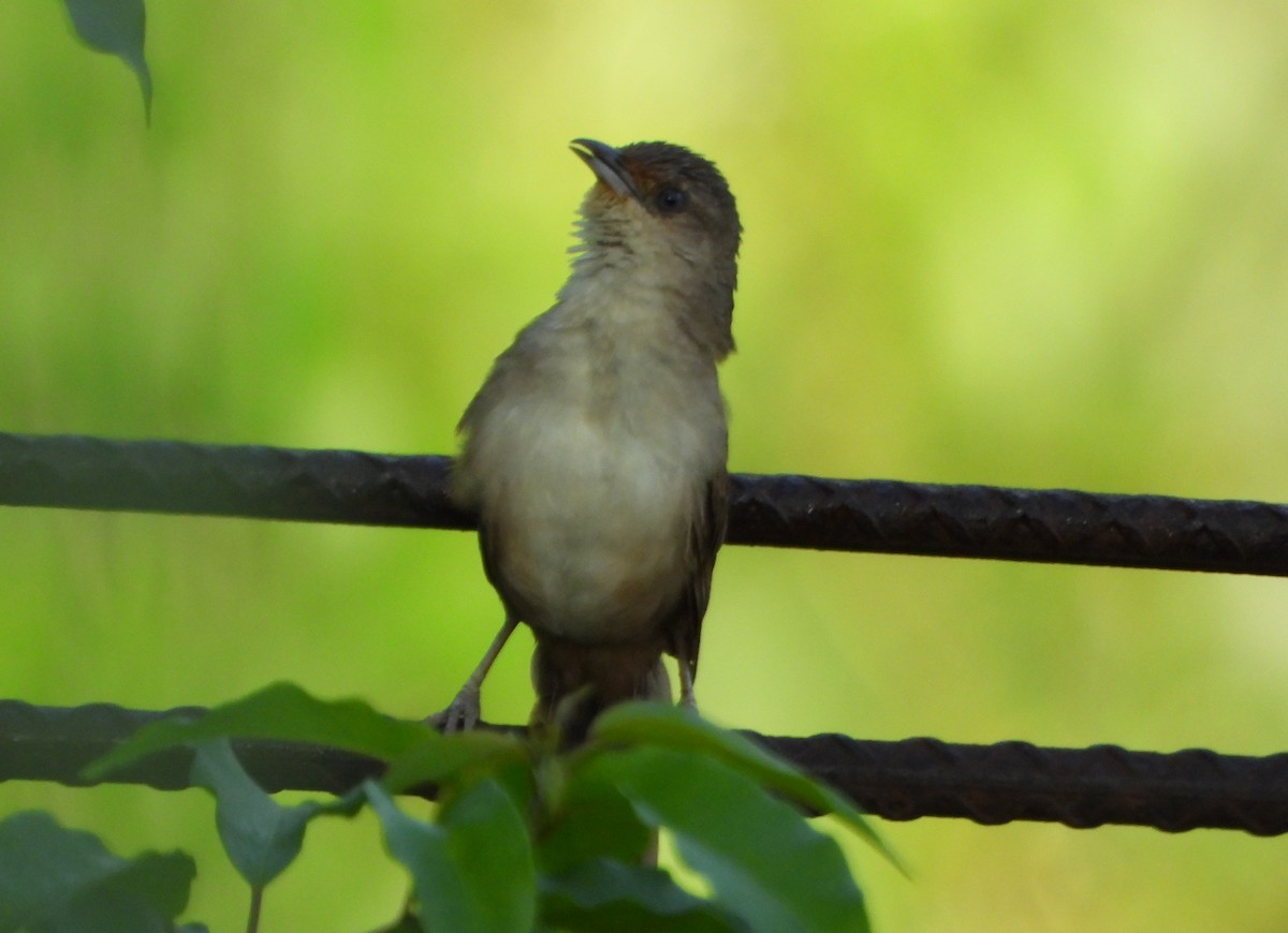 Plain Thornbird - ML643722806