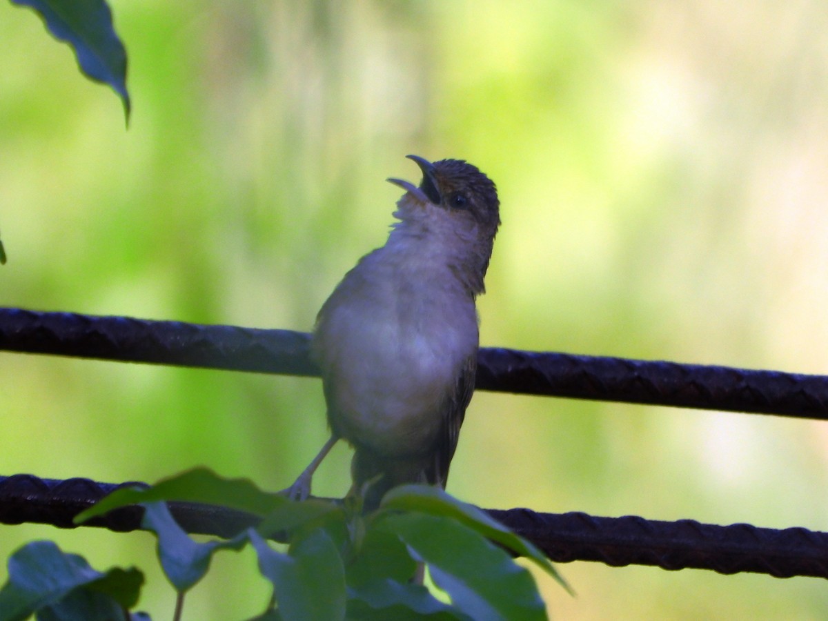 Plain Thornbird - ML643722807