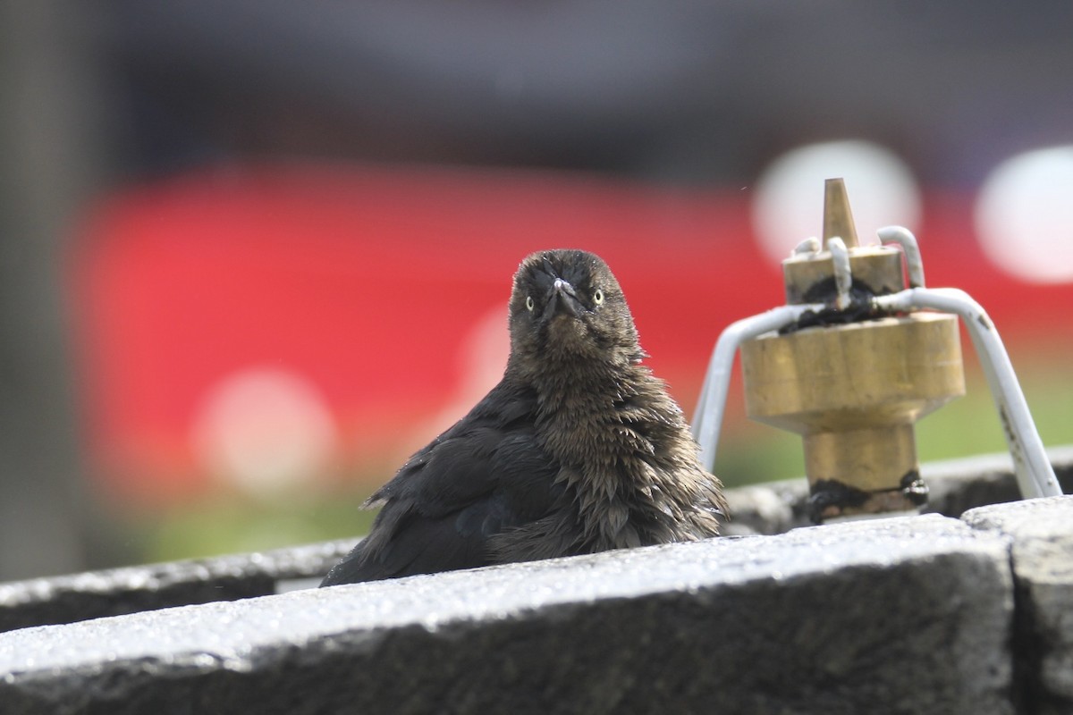 Great-tailed Grackle (Great-tailed) - ML643722811