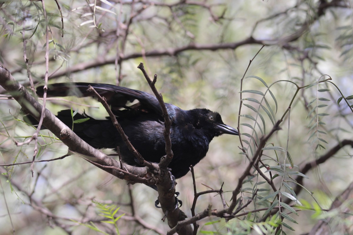 Great-tailed Grackle (Great-tailed) - ML643722812