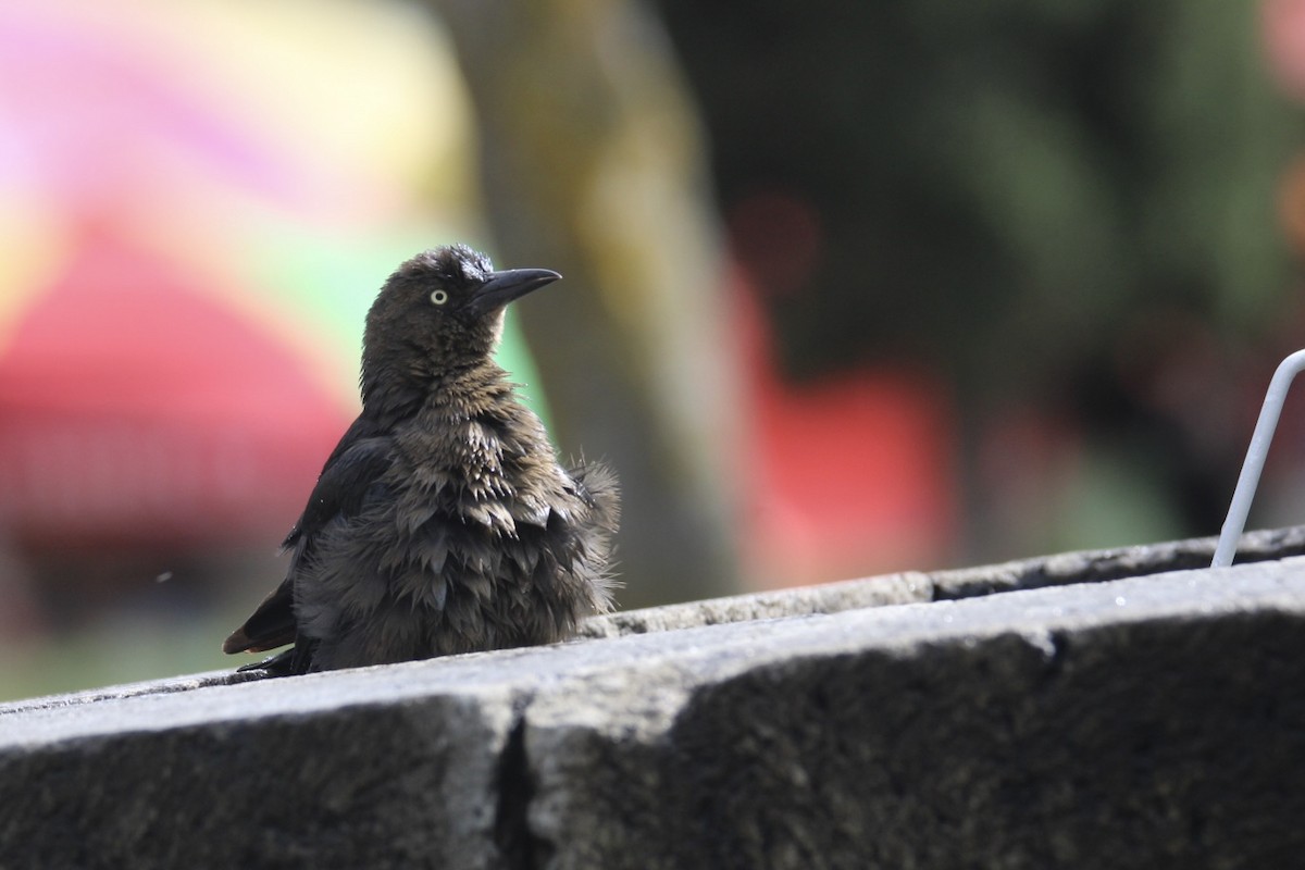 Great-tailed Grackle (Great-tailed) - ML643722813