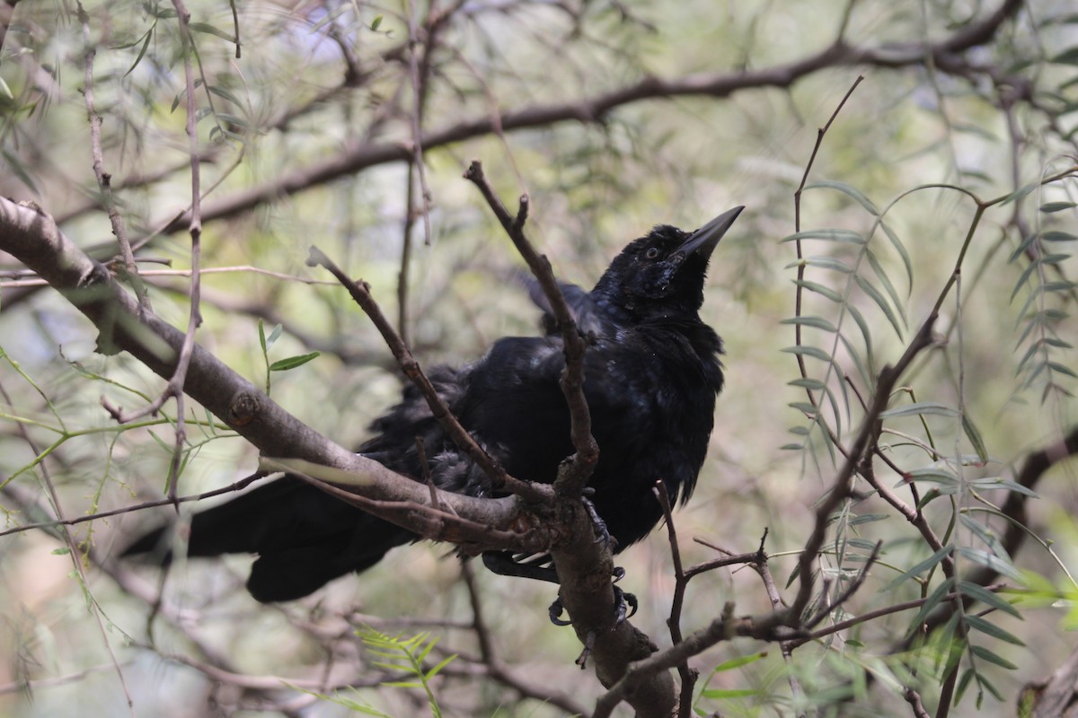 Great-tailed Grackle (Great-tailed) - ML643722815