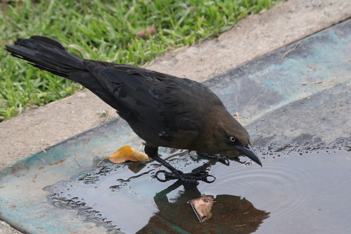 Great-tailed Grackle (Great-tailed) - ML643722817