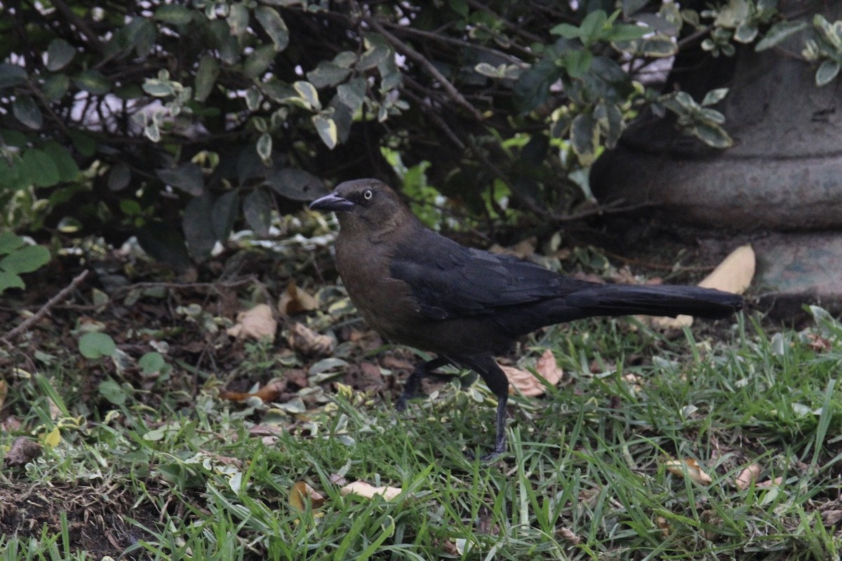 Great-tailed Grackle (Great-tailed) - ML643722818