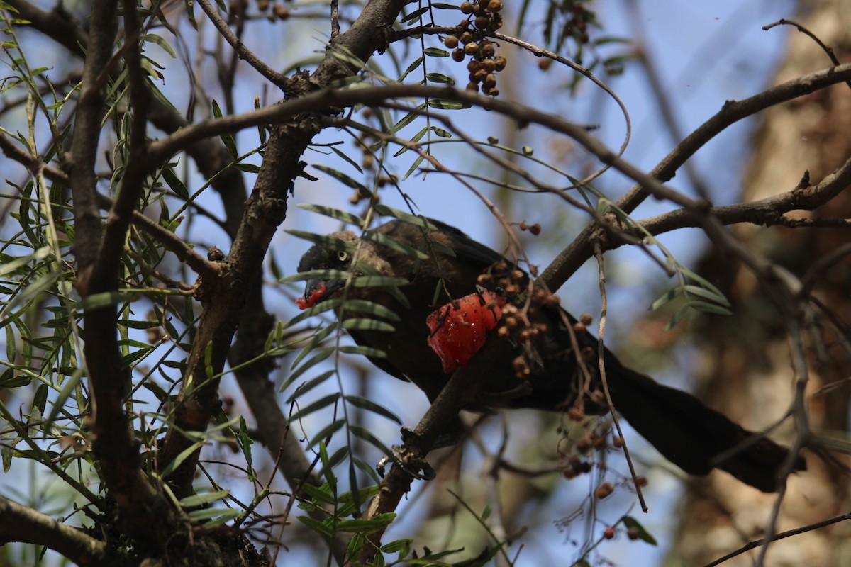 Great-tailed Grackle (Great-tailed) - ML643722819