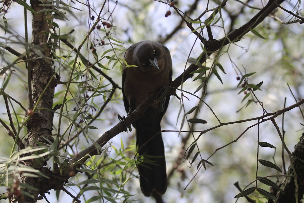 Great-tailed Grackle (Great-tailed) - ML643722820