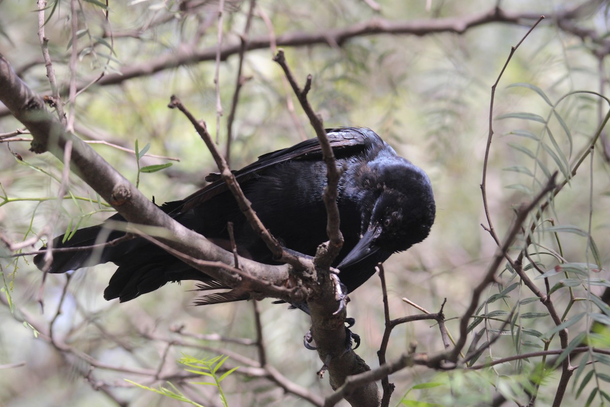 Great-tailed Grackle (Great-tailed) - ML643722821