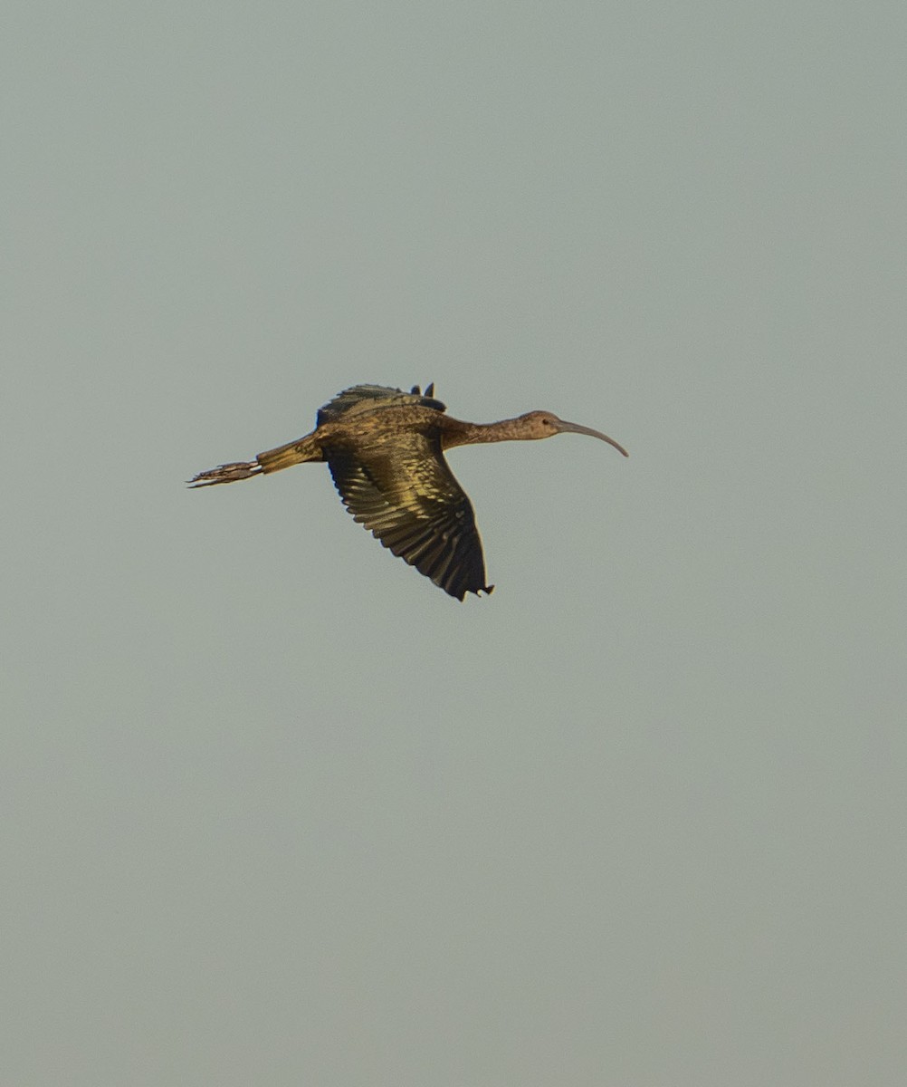 Ibis à face blanche - ML643722826