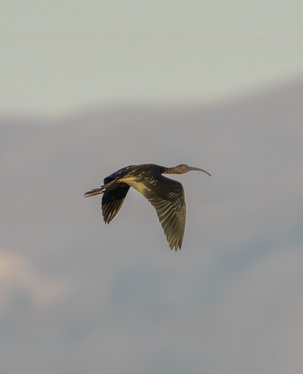 Ibis à face blanche - ML643722827