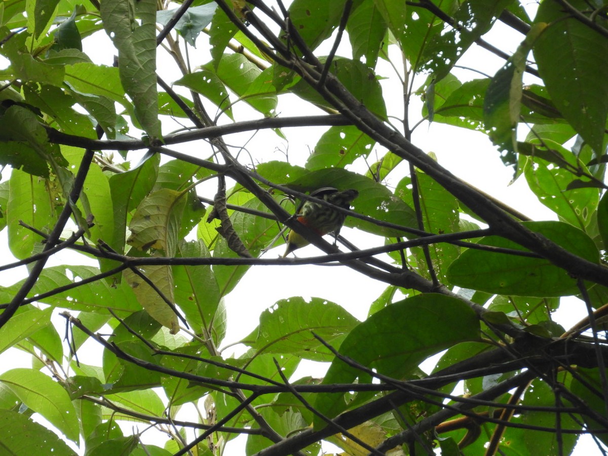 Lemon-throated Barbet - ML643722879