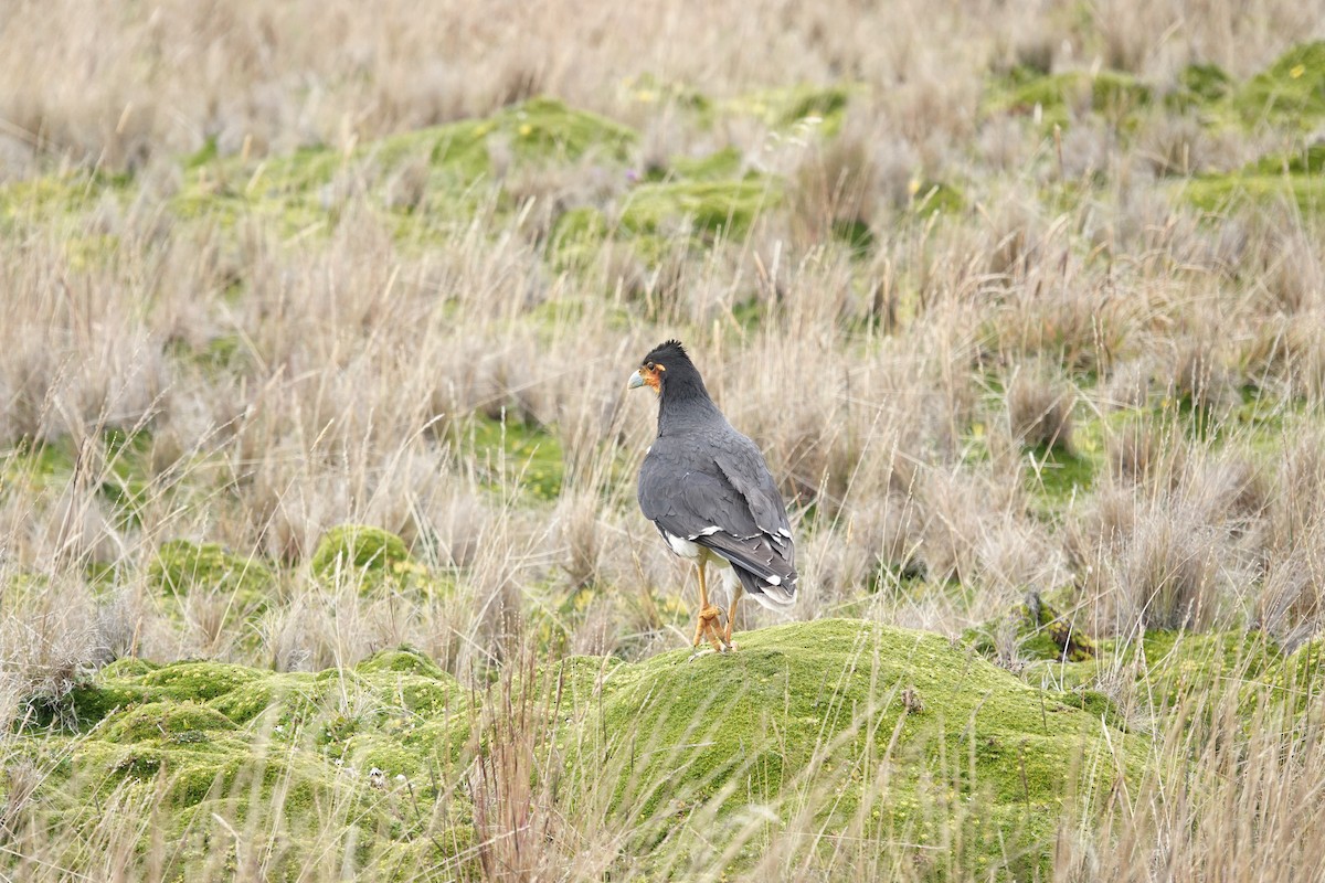 Carunculated Caracara - ML643722894