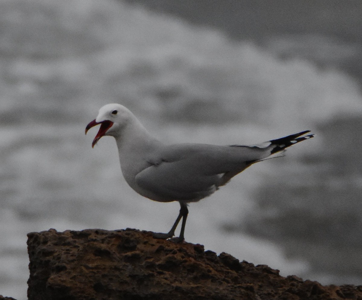 Audouin's Gull - ML643722898