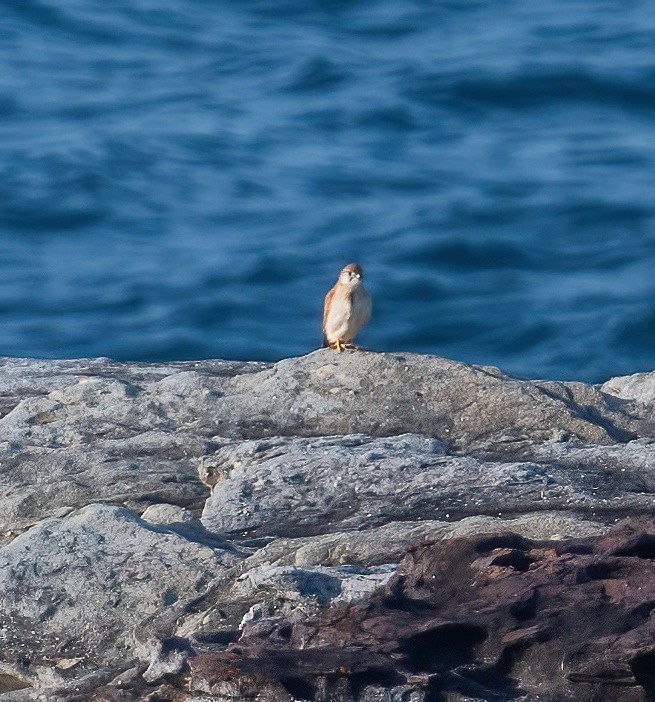 Nankeen Kestrel - Leah Turner