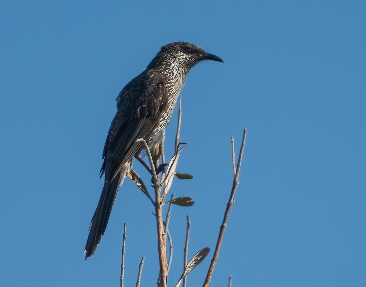 Little Wattlebird - ML643722915