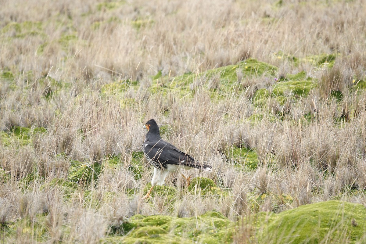 Carunculated Caracara - ML643722916