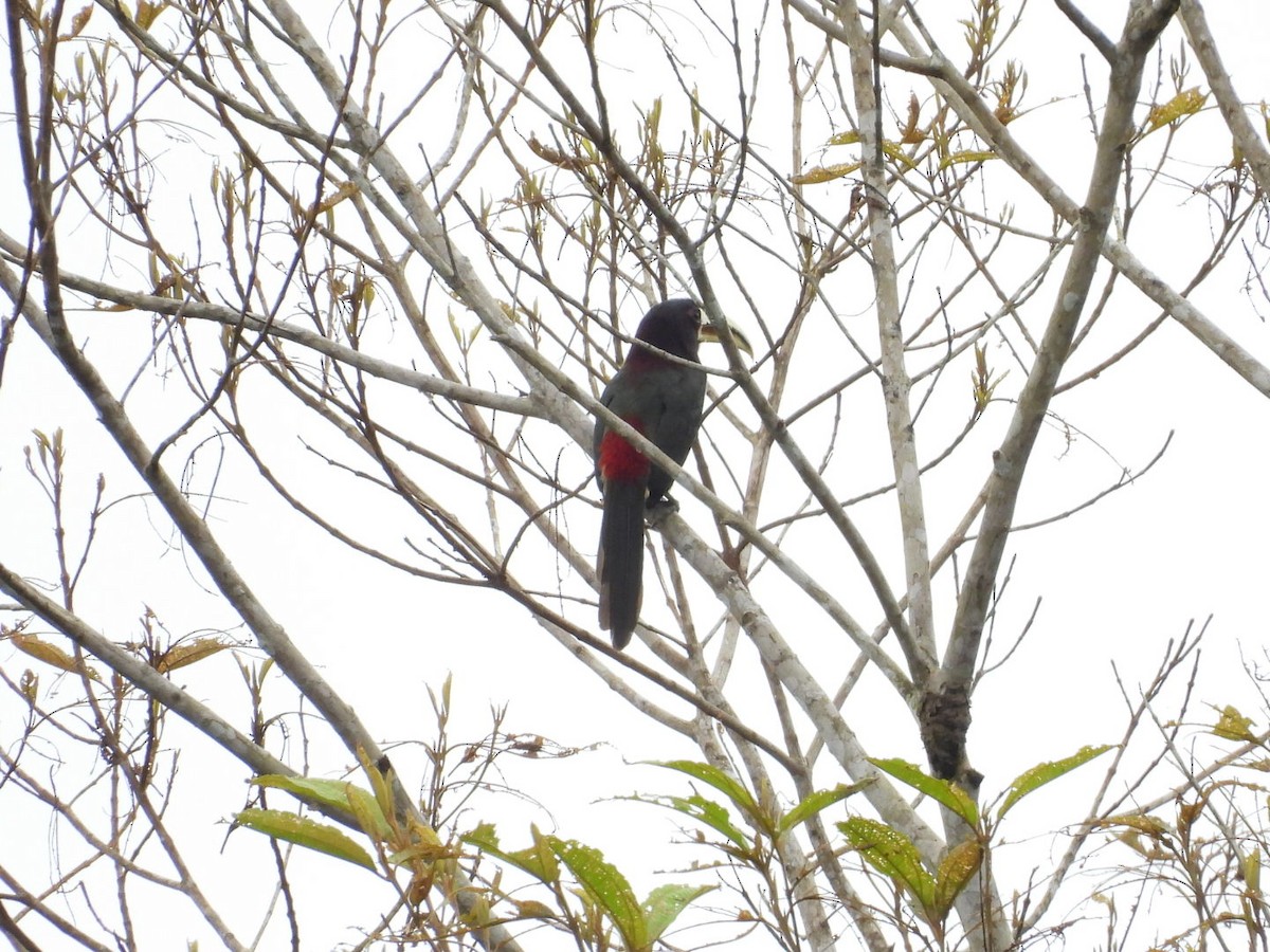 Ivory-billed Aracari - ML643722918