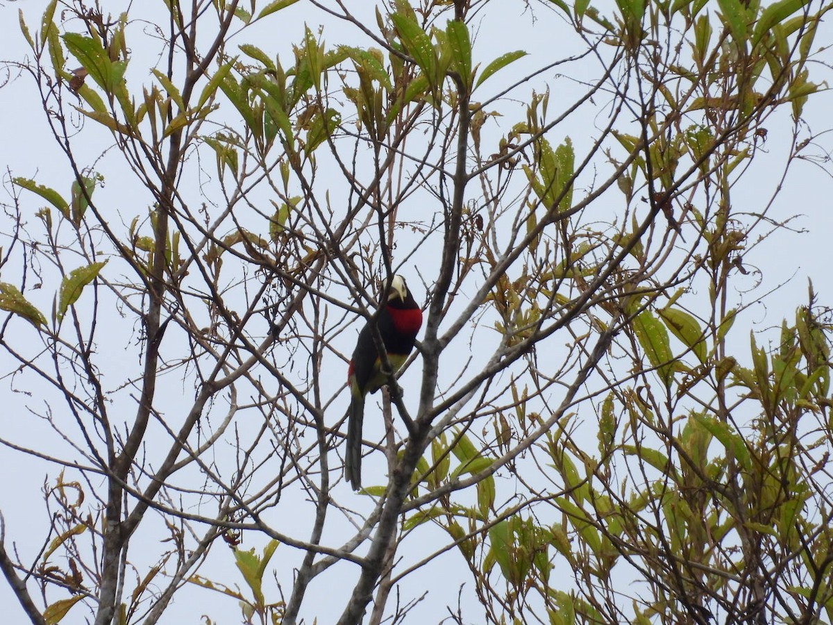 Ivory-billed Aracari - ML643722919