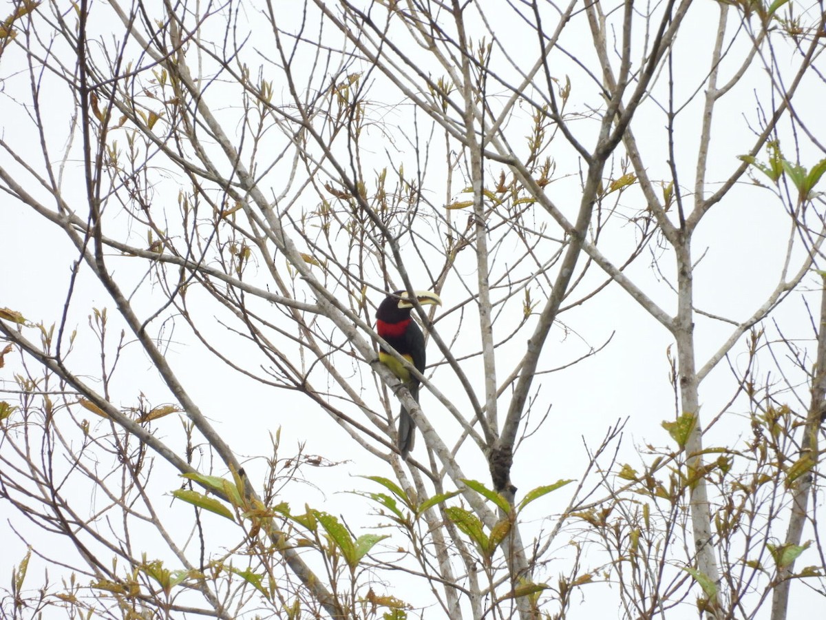 Ivory-billed Aracari - ML643722920