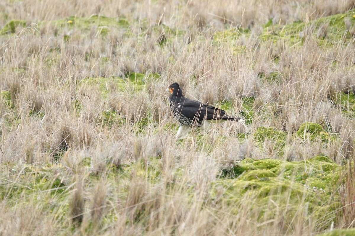 Carunculated Caracara - ML643722926