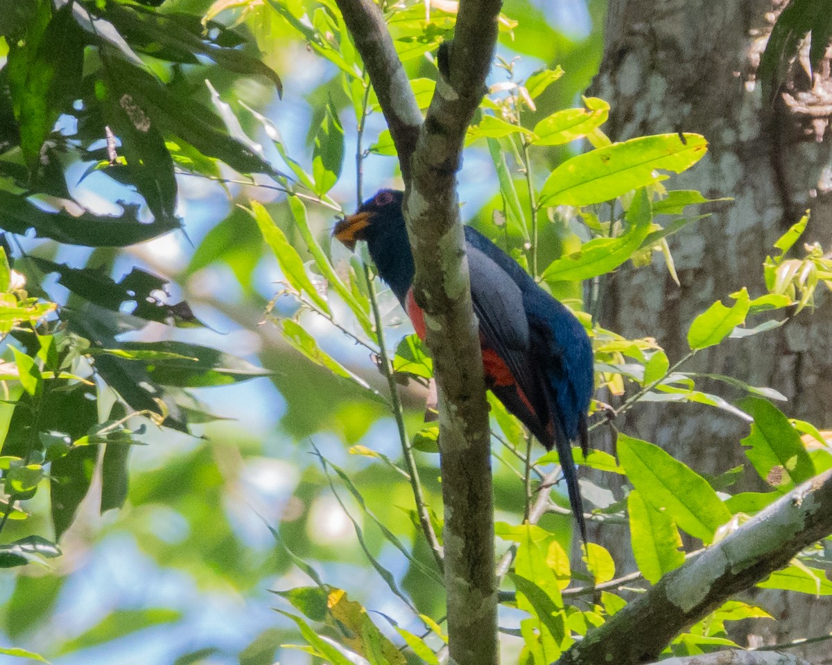 svarthaletrogon - ML643722937