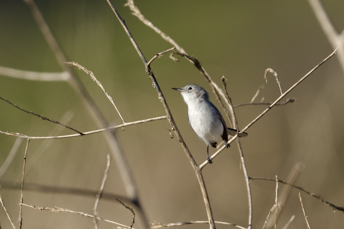 Blue-gray Gnatcatcher - ML643722938