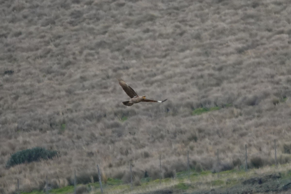 Carunculated Caracara - ML643722975