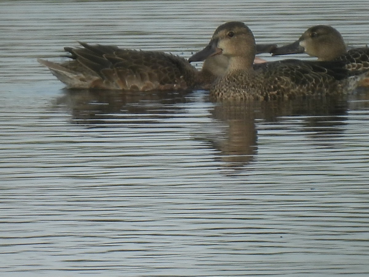 Blue-winged Teal - ML643722980
