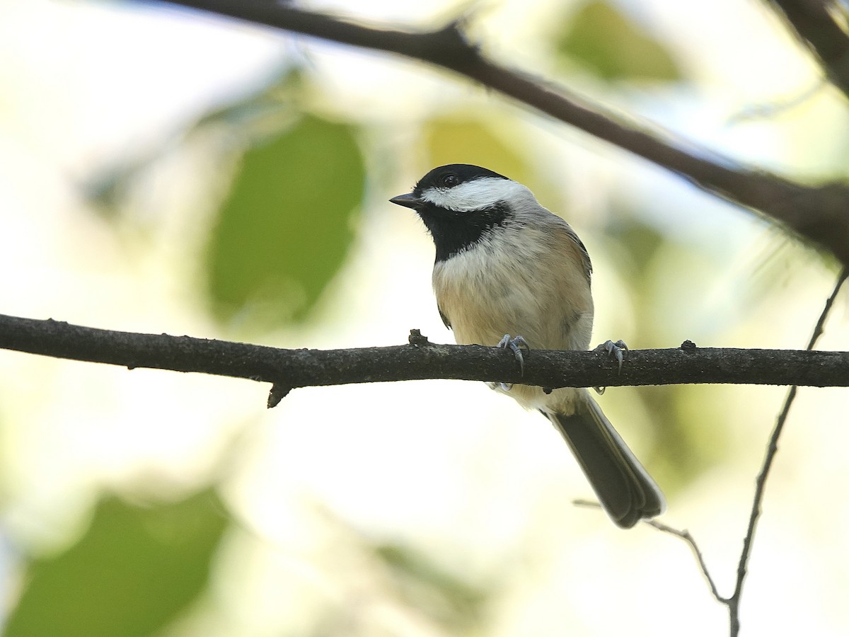 Carolina Chickadee - ML643722981