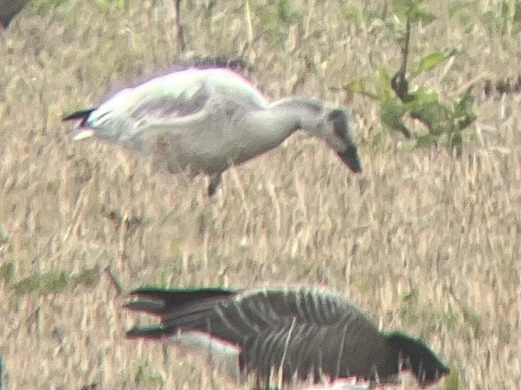 Snow Goose - ML643723015