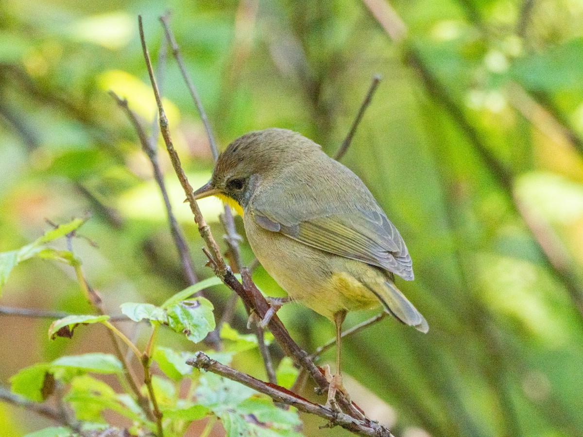 Common Yellowthroat - ML643723018