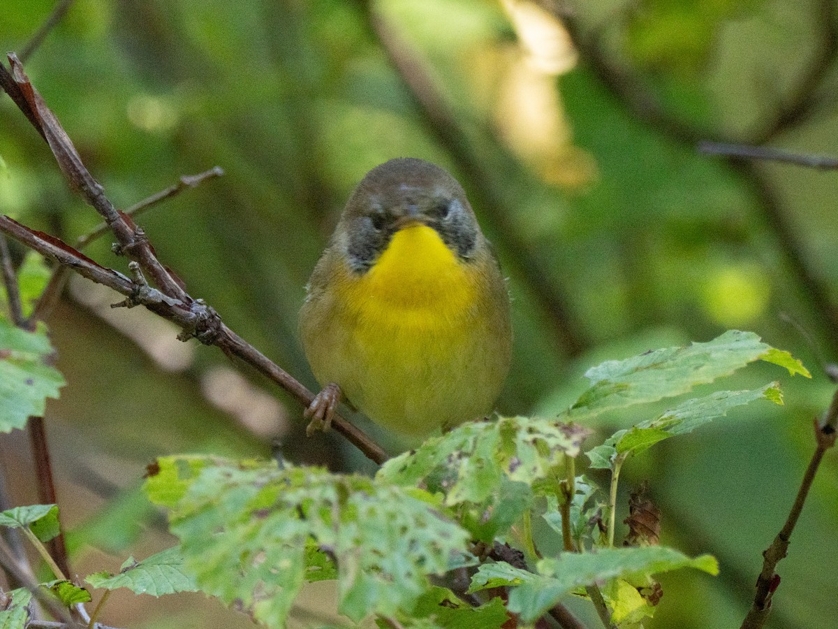 Common Yellowthroat - ML643723019