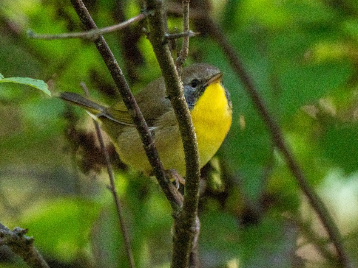 Common Yellowthroat - ML643723020