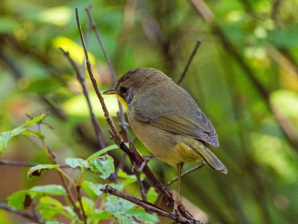 Common Yellowthroat - ML643723021