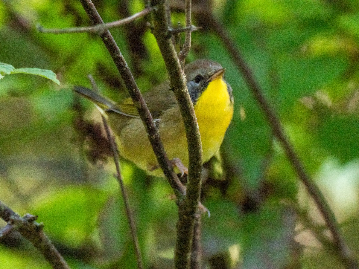Common Yellowthroat - ML643723022