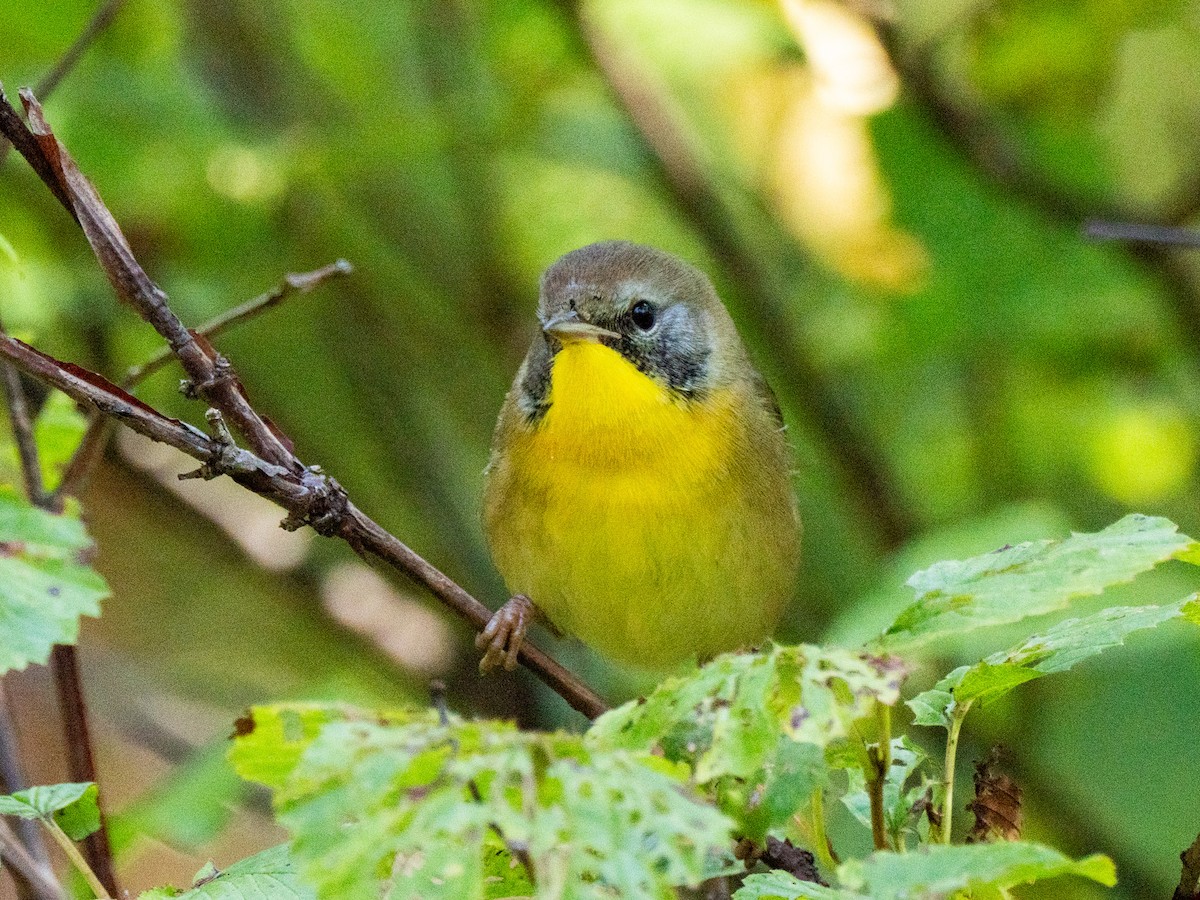 Common Yellowthroat - ML643723023