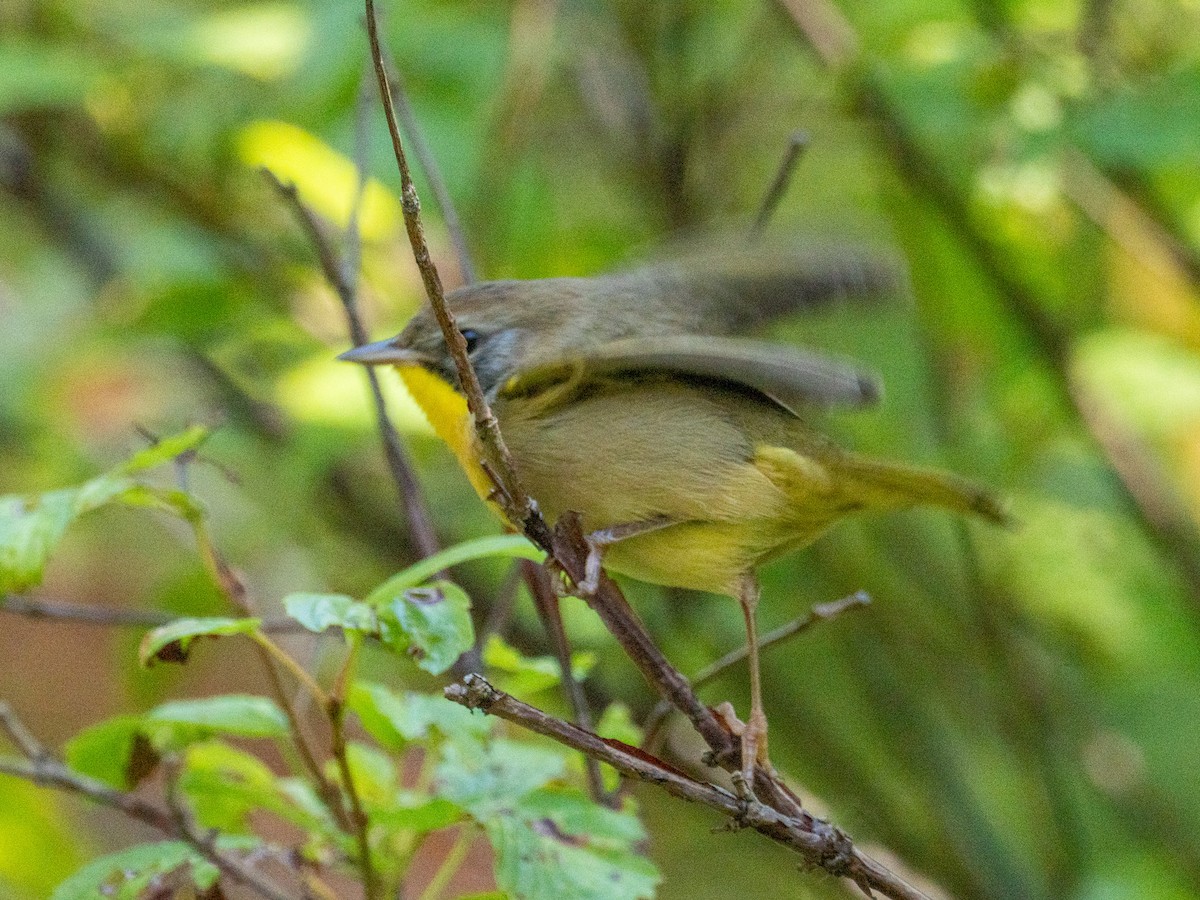 Common Yellowthroat - ML643723024
