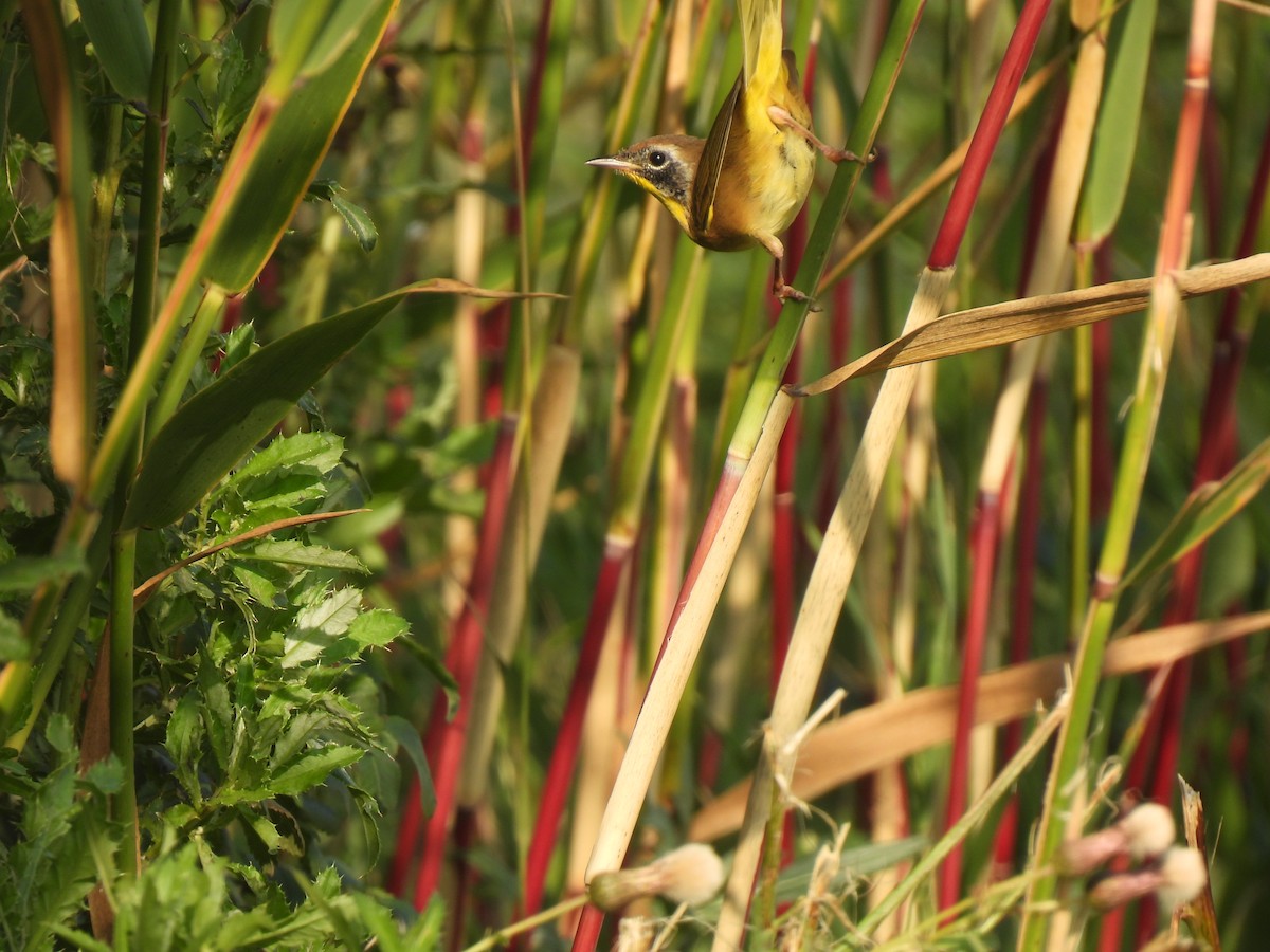 Common Yellowthroat - ML643723031