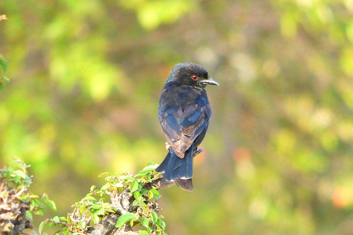 Fork-tailed Drongo - ML643723033