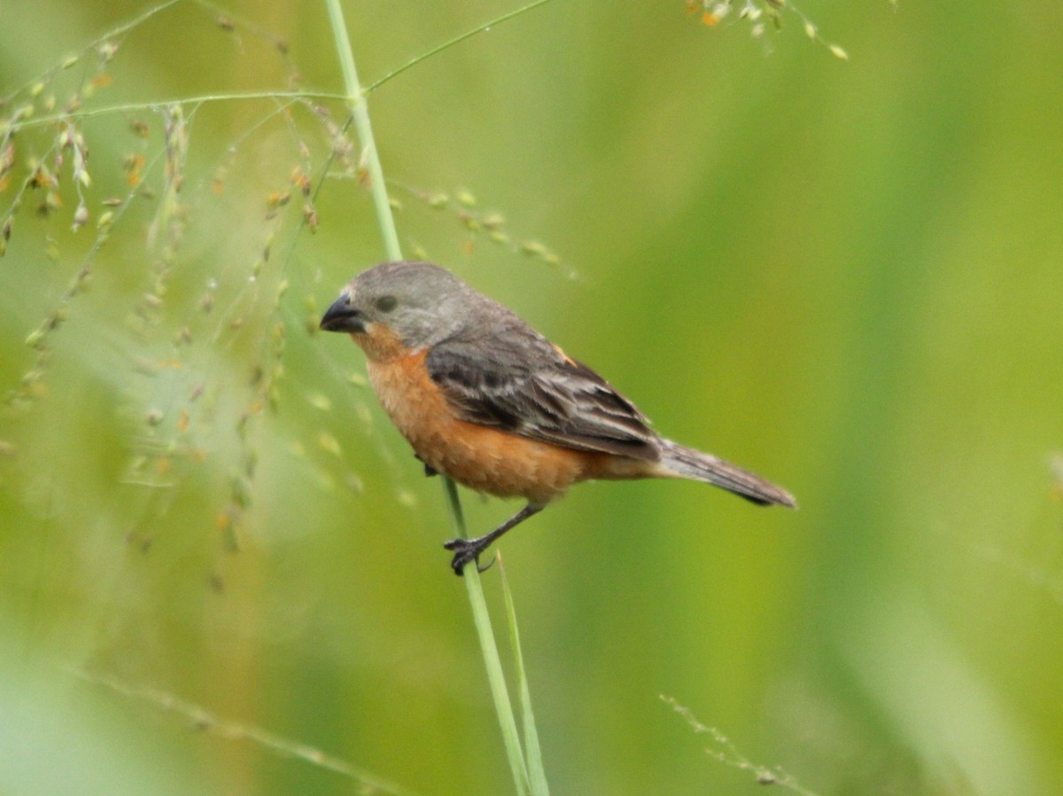 Ruddy-breasted Seedeater - ML643723053