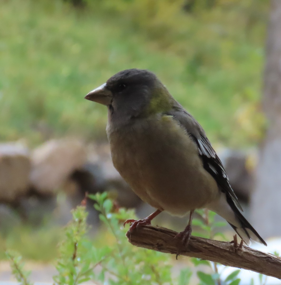 Evening Grosbeak - ML643723062