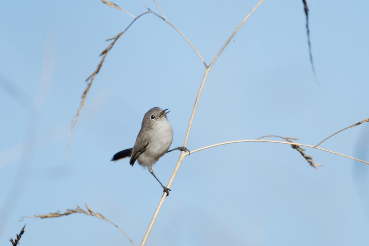 Blue-gray Gnatcatcher - ML643723064
