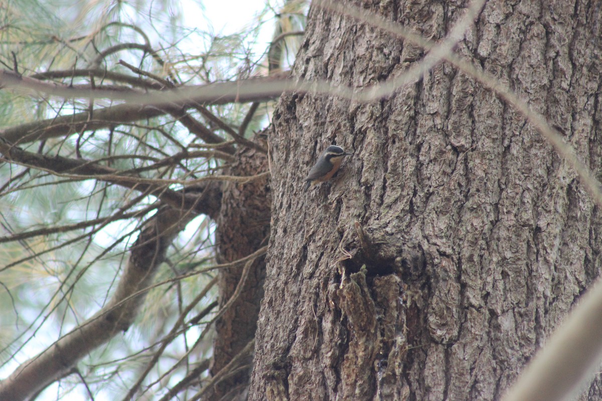 Red-breasted Nuthatch - ML643723077