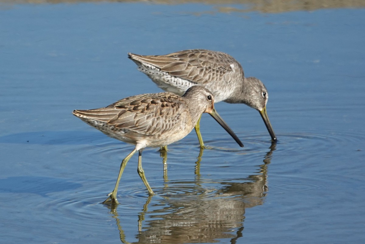 langnebbekkasinsnipe - ML643723103