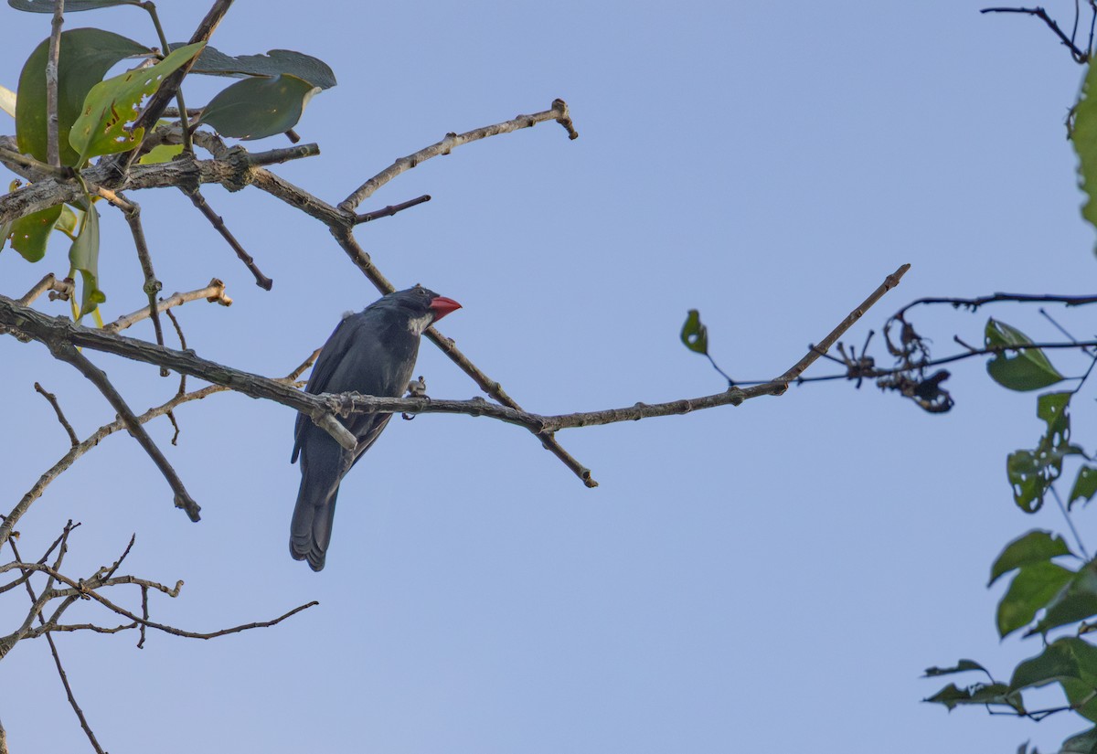 Slate-colored Grosbeak - ML643723108