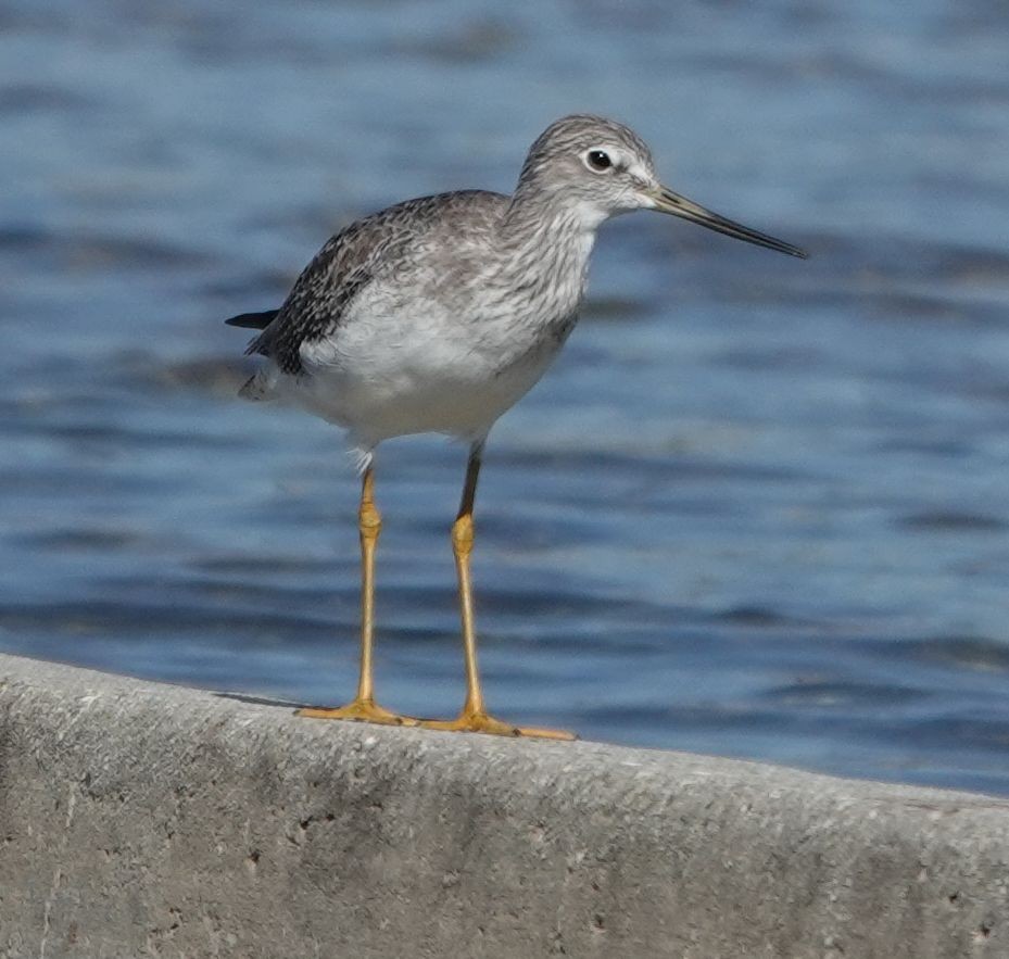 plystresnipe - ML643723109