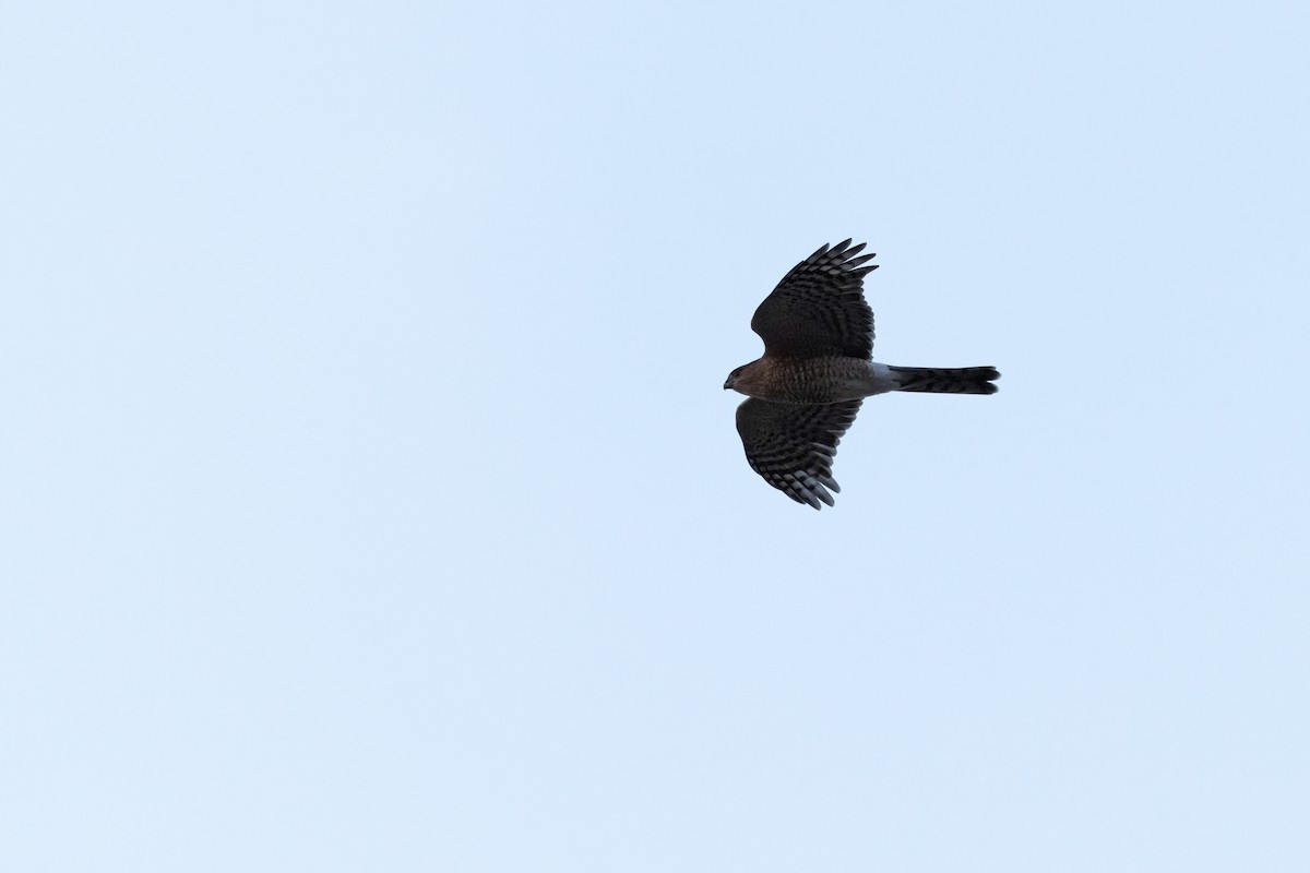 Sharp-shinned Hawk (Northern) - ML643723111