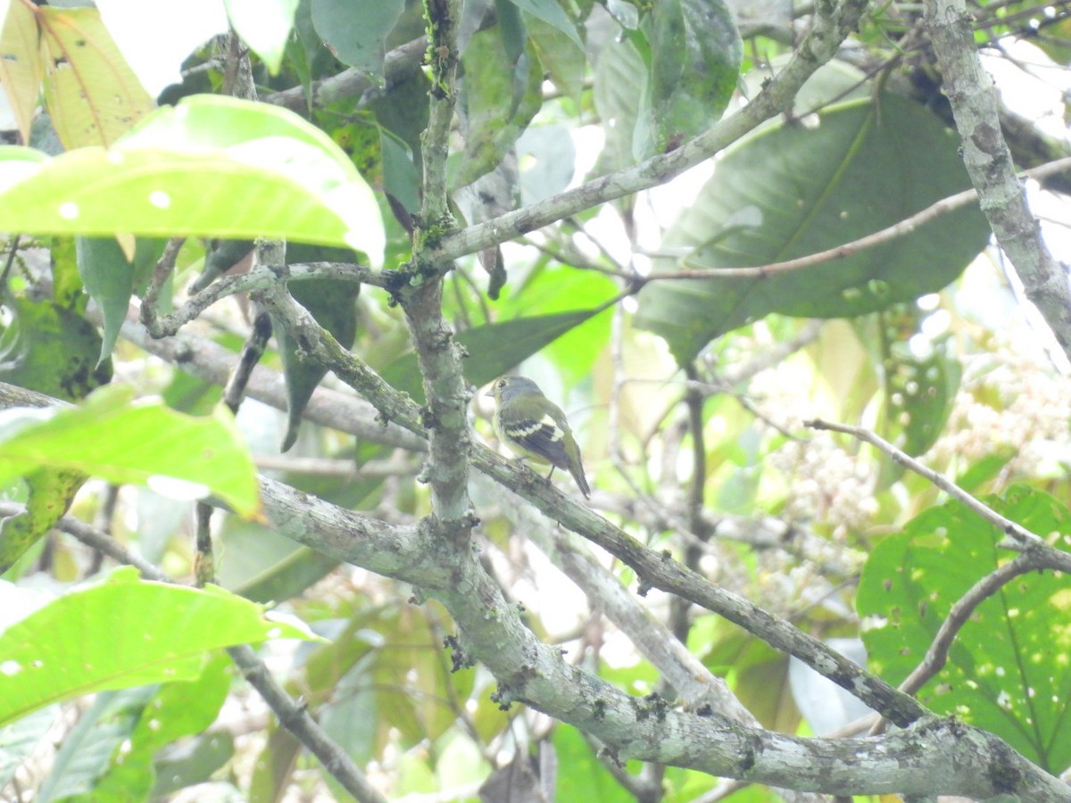 Wing-barred Piprites - ML643723113