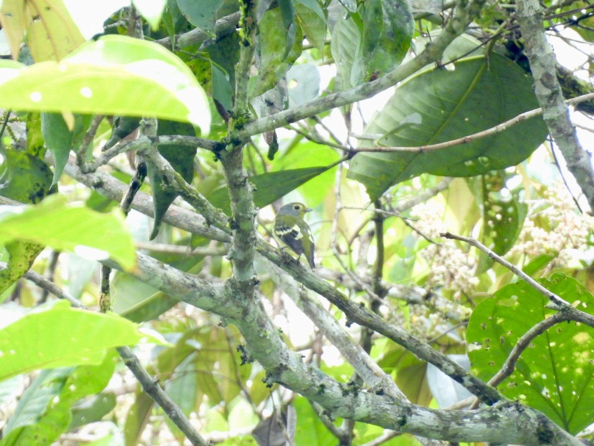 Wing-barred Piprites - ML643723114